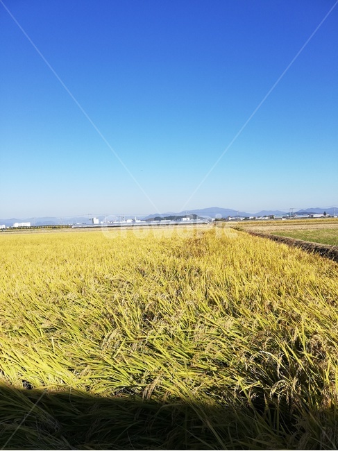 들,nature,벼,구름,농사,농업,농사,agriculture,farming,farming industry