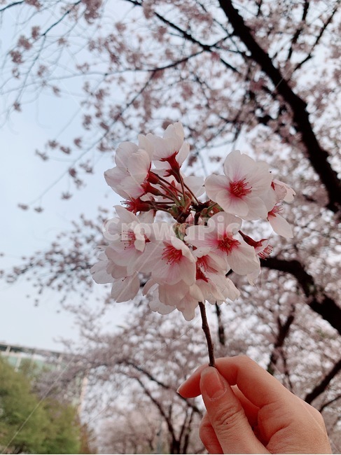 blossom,벚꽃,cherryblossom,식물,사람,꽃