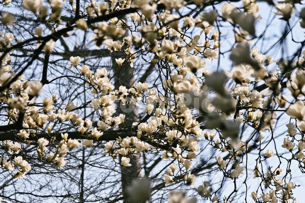 flower,blossom,plant,식물,꽃