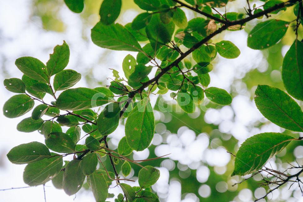 자연,식물,초록,나무,싱그러운,햇살,햇볕,tree,식물,자연,plants,nature,휴식,힐링,rest,relaxation,healing