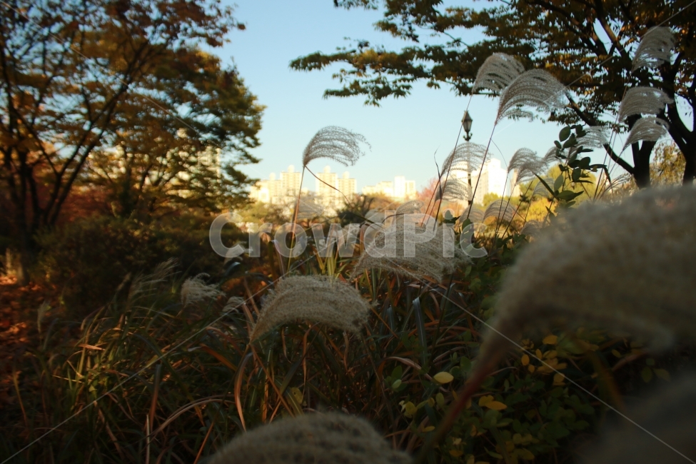 노을,풍경,갈때,가을,그림,그리움,감성,가을,계절,fall,autumn,season,식물,자연,plants,nature,grass,잔디,plant,lawn,reed,갈대