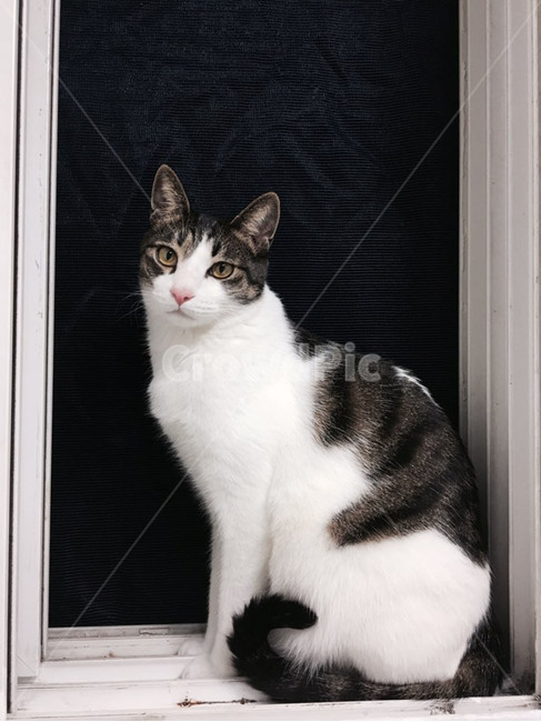 동물,고양이,pet,animal,귀여운,사랑스러운,동물,animal,포유류,mammal,고양이,cat,kitten,kitty