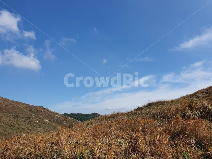 갈대,가을하늘,갈대밭,억새밭,화왕산,가을,오솔길,푸른하늘,풍경,억새,하늘색,field,plant,식물,hill,구름,언덕,countryside,outdoors,nature,자연,autume,naturephotography,옥외,자연,풍경,nature,landscape