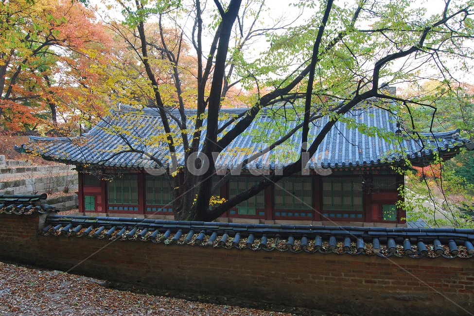 한옥,기와집,건축,전통건축,한국,전통,한국전통,집,가옥,창덕궁,고궁,궁,전통가옥,담,담장,후원,비원,낙엽,가을,단풍,풍경,숲,나무,자연,가을,계절,fall,autumn,season,한국전통,한국문화,korean traditional,korean culture,랜드마크,landmark,tourist attraction,한국랜드마크,한국관광지,한국명소,korea landmark,korea tourist attraction,건축물,건물외관,exterior,building,structure,architecture,construction