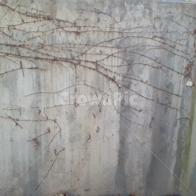 덩쿨,벽,ivy,흰벽,wall,white