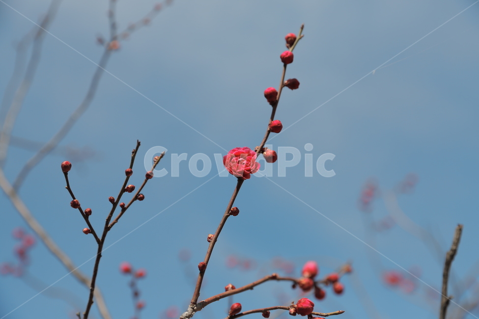 매화,꽃,홍매화,청매화,매실꽃,매화나무,봄,봄,계절,spring,season,식물,자연,plants,nature,꽃,flower,plant,bud,싹,blossom,sprout,새싹