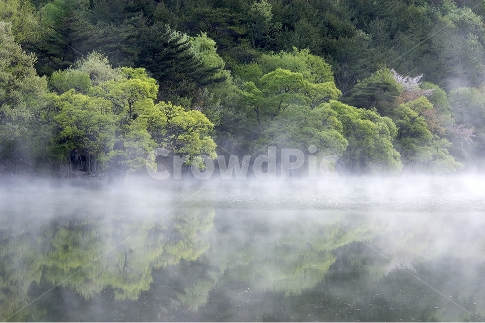 자연,주왕산,주산지,물안개,버드나무,자연,풍경,nature,landscape,weather,날씨,outdoors,옥외