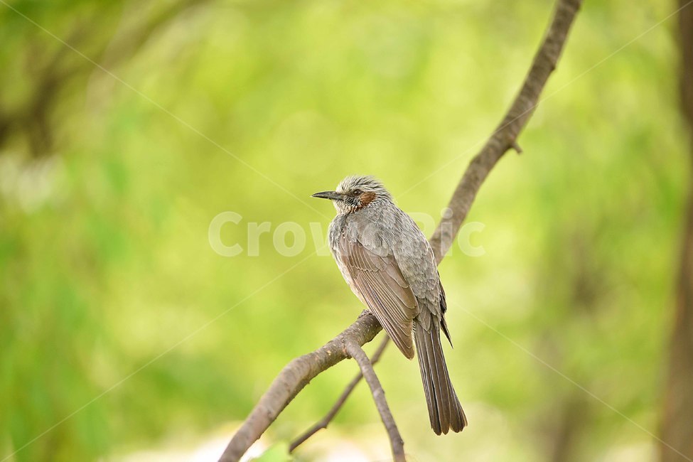 새,호반새,동물,자연,봄,동물,animal,조류,새,birds