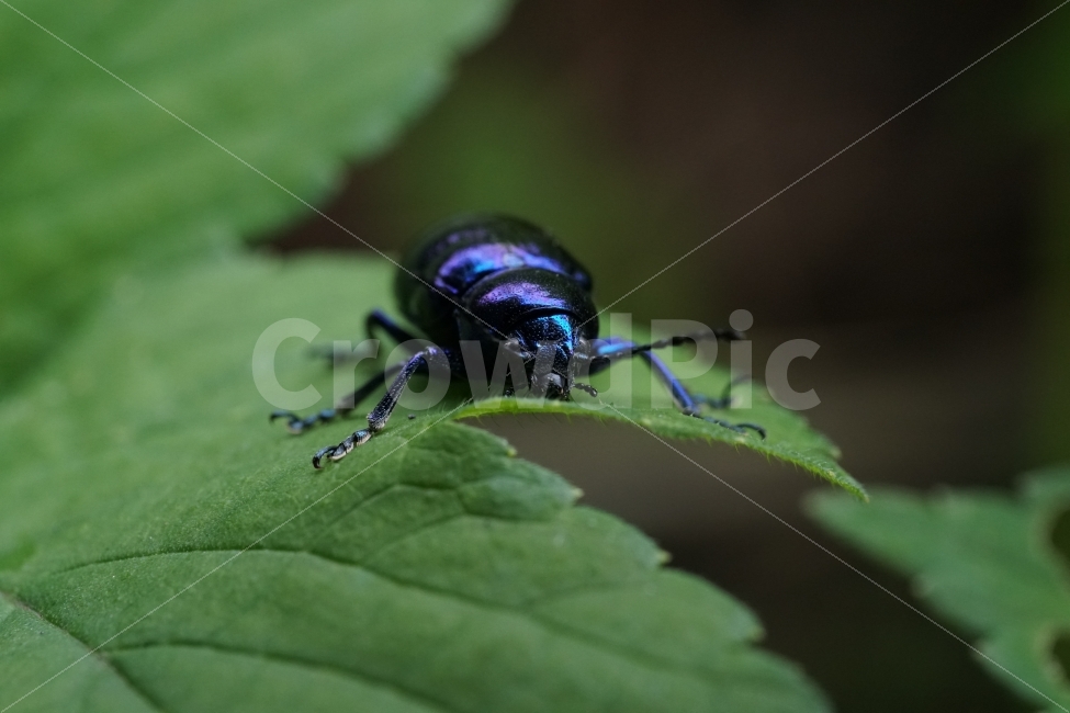 중국청람색잎벌레,Chrysochuschinensis,곤충,insect,벌레,자연,nature,식물,여름,summer,딱정벌레,7월,접사,macro,이파리,동물,animal,근접촬영,감성,감성사진,힐링,힐링사진,생명,신비,신비한,신비하다,신기,신기한,신기하다,snap,스냅,스냅사진,스냅샷,스넵,스넵사진,스넵샷,snapshot,그린,green,녹색,연두,연두색,윤기,광,반들반들,매끈매끈,풍경,landscape,한국자연,한국의자연,동물,animal,곤충,벌레,insect,bug