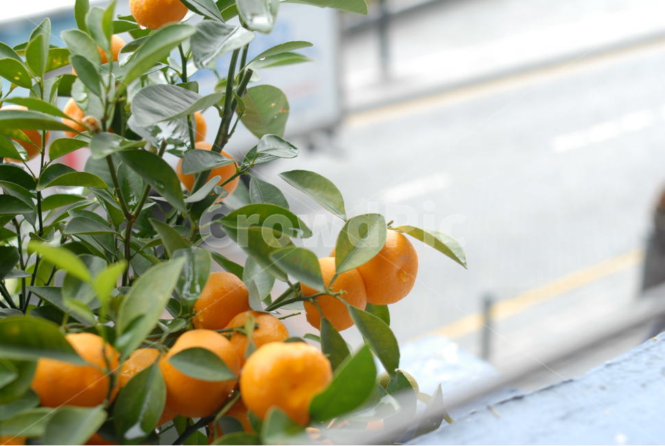 감귤류과일,citrusfruit,orange,주황색,식물,food,음식,fruit,과일,plant,귤,귤나무,오렌지,과일나무,clementine,easypeeler,clementinetree,tangerintree,tangerine,orangetree,과일,열매,fruit