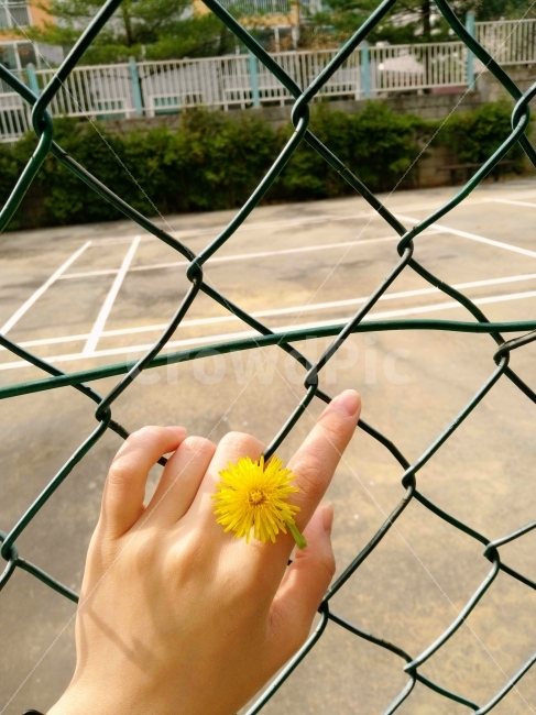 꽃,민들레,풍경,그림자,철조망,분위기,감성,오후,낮,햇빛,식물,자연,plants,nature,꽃,flower,사람,인물,인간,human,person,연출,컨셉,콘셉,direction,concept