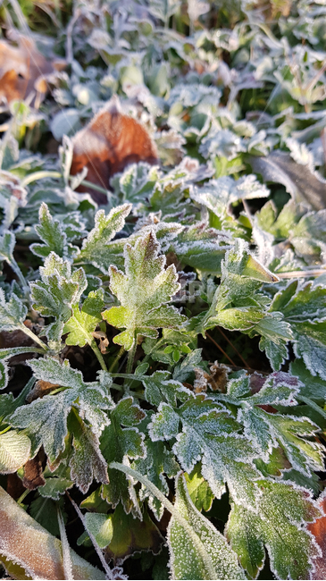 겨울,서리,낙엽,날씨,눈,식물,자연,plants,nature
