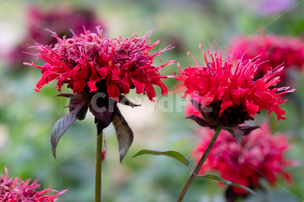 꽃,flower,빨강,red,식물,자연,plants,붉은꽃,어울림