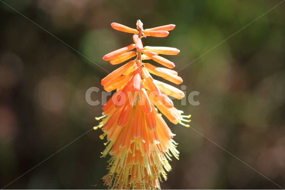 트리토마,꽃,kniphofiauvaria,니포피아,tritoma