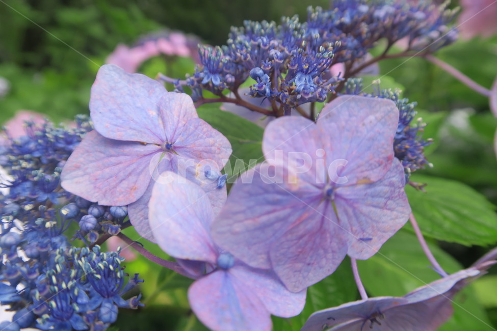 꽃,수국,보라색,flower,수국축제,태종대,purple,봄꽃,봄이미지,봄날,spring,꽃축제,flowers,식물,아름,자연,nature,식물,자연,plants,nature,꽃,flower