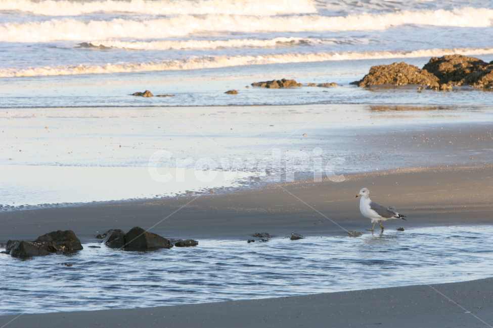 갈매기,해안,해변,모래사장,파도,animal,동물,bird,새,nature,자연,ocean,대양,sea,바다,outdoors,옥외,water,물,shoreline,동물,animal,조류,새,birds