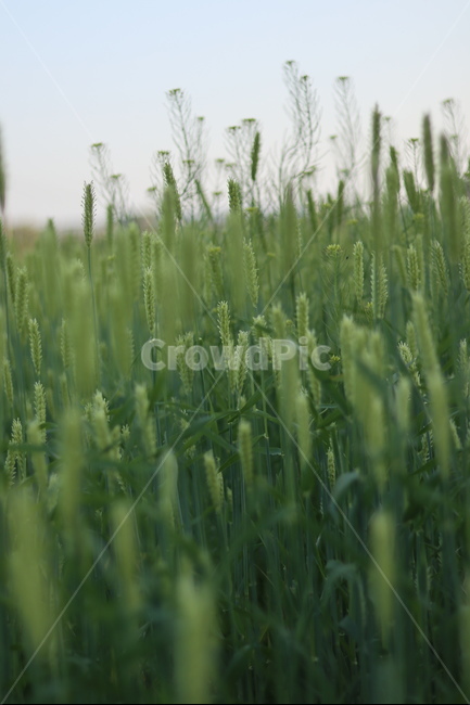 청보리,녹색,들판,봄,맑음,식물,자연,plants,nature