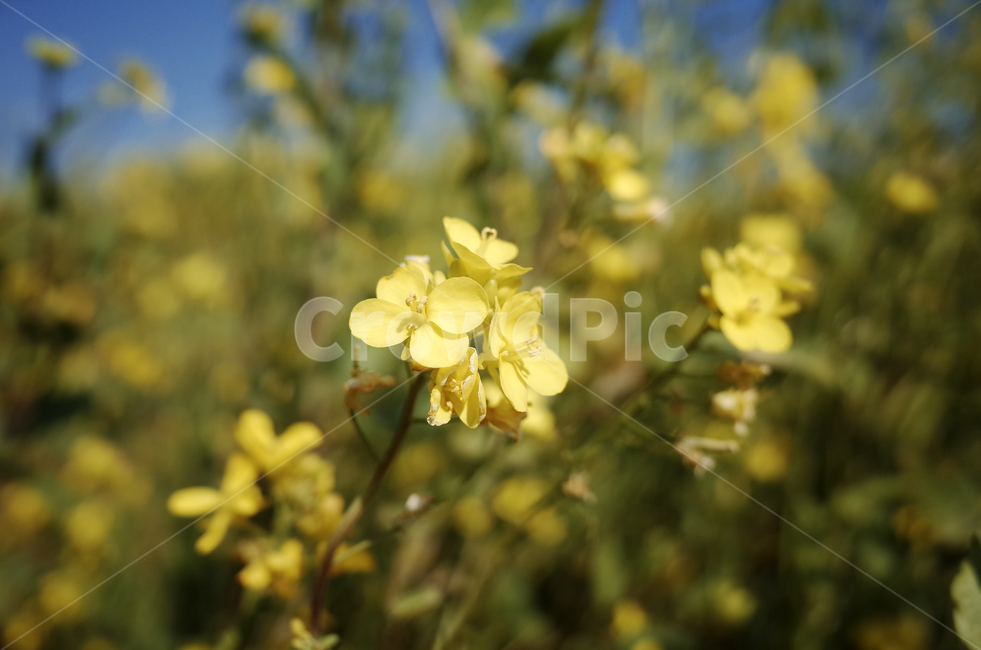 유채꽃,유채,봄꽃,봄,노란꽃,yellow,green,flower,꽃,plant,식물,초록