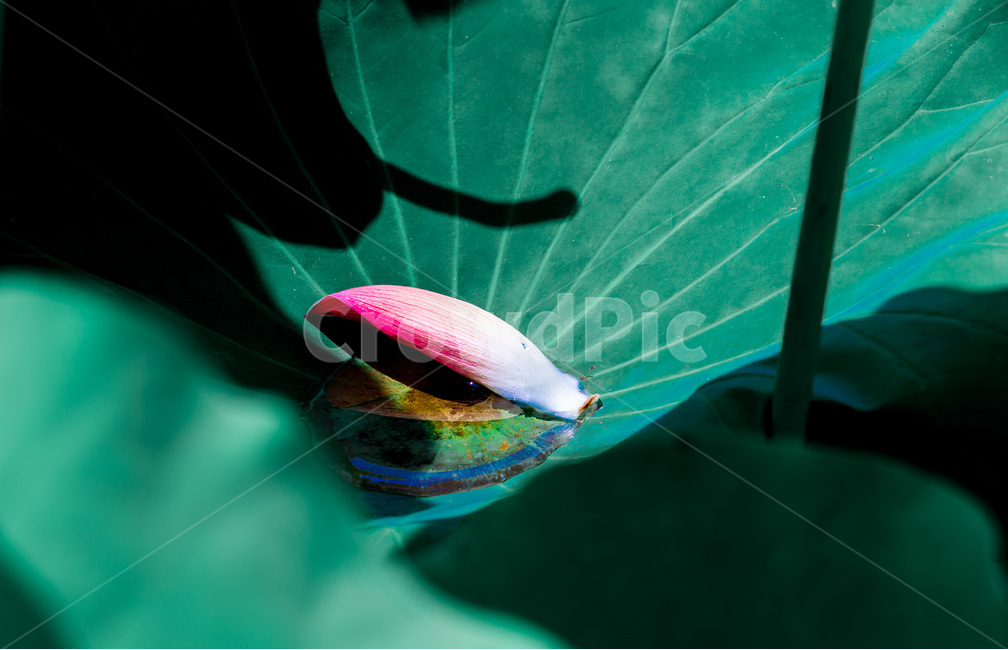 연잎,문양,무늬,연대,그림자,식물,자연,plants,nature,꽃,flower