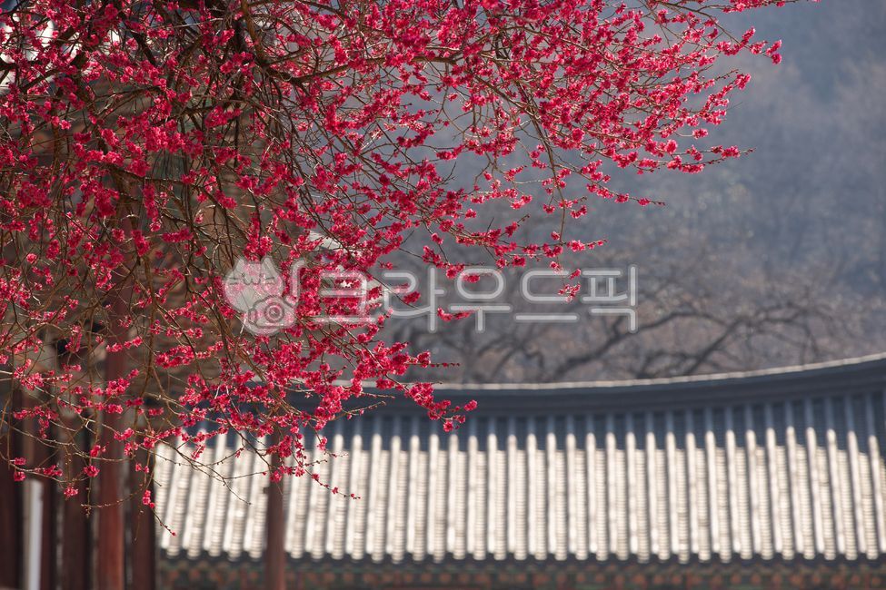 홍매화,매화,꽃,나무,개화,사찰,불교,기와지붕,기와,아름다운,계절,봄,조용한,차분한,고요한,평화로운,평온한,구례,화엄사,건축물,전통