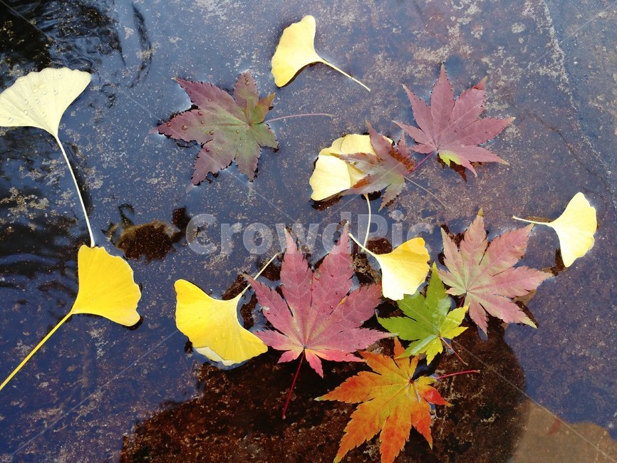 가을단풍,엽록소,가을,leaf,잎,plant,식물,maple,단풍