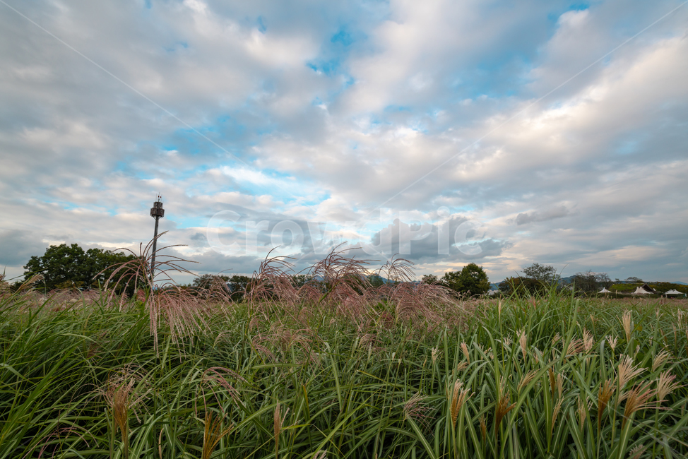 하늘공원,억새,하늘,풍경,공원,구름,배경화면,sky,landscape,blue,cloud,가을,계절,fall,autumn,season,grass,잔디,plant,식물,nature,자연,vegetation,초목