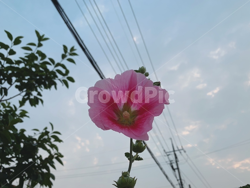 무궁화,꽃,색감,감성,감성사진,전통,roseofsharon,flower