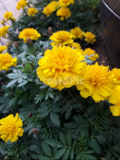 자연,꽃,노란,노랑,식물,식물,자연,plants,nature,꽃,flower