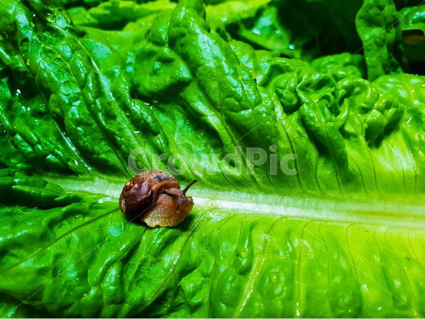 달팽이,상추,채소,야채,유기농,snail,nature,vegetable,green,fresh,red,healthy,salad,vegetables,isolated,cucumber,vegetarian,diet,ingredient,organic,white,paprika,peppers,agriculture,raw,health,leaf,onion,food,lettuce,동물,animal,채소,야채,vegetables