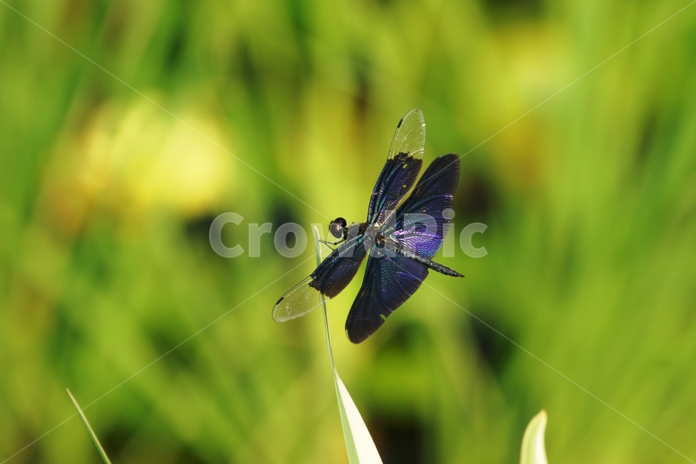 나비잠자리,곤충,잠자리,연꽃밭,검은잠자리,동물,animal,곤충,벌레,insect,bug