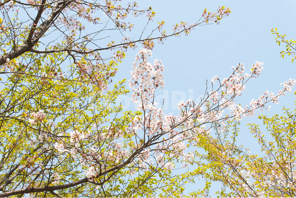 봄,벚꽃,꽃,배경,자연,풍경,하늘,나무,공원,cherryblossoms,식물,벚나무,매화,계절,축제,조경,나뭇가지,시골,경치,화사한,핑크,향기,분홍,맑음,spring,season,flower,생화,만개,만발,봄,계절,spring,season,식물,자연,plants,nature,꽃,flower,plant,blossom,cherry blossom