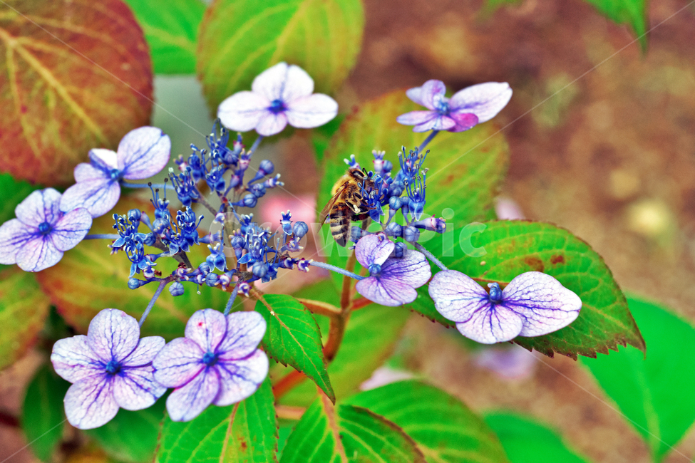 산수국,낙엽활엽관목,mountainhydrangea,야생화,식물,여름,계절