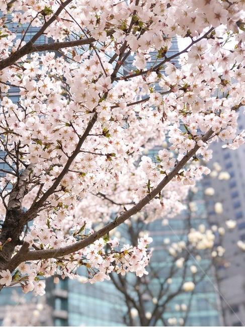봄,봄꽃,봄날씨,날씨,봄느낌,벚꽃,벚꽃구경,벚꽃놀이,공원,꽃,나무,자연,풍경,풍경사진,꽃사진,벚꽃사진,flower,flowers,cherryblossom,tree,nature,landscape,spring,sakura,감성사진,푸른,하늘,sky,sunny,맑은,맑음,weather,배경,배경사진,평화로운,분위기,차분한,차분함,평화로움,scene,ambience,atmosphere,calm,peaceful,tranquil,still,background,view,scenery,quiet,봄,계절,spring,season,식물,자연,plants,nature,꽃,flower,plant,blossom