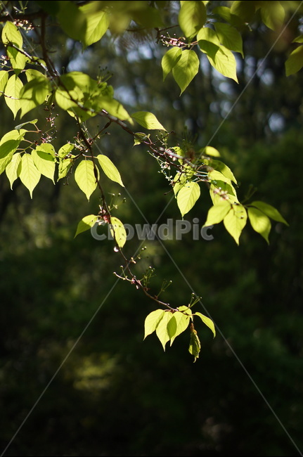 봄,나무잎,연두,하늘,맑음,해,빛,새순,식물,자연,plants,nature