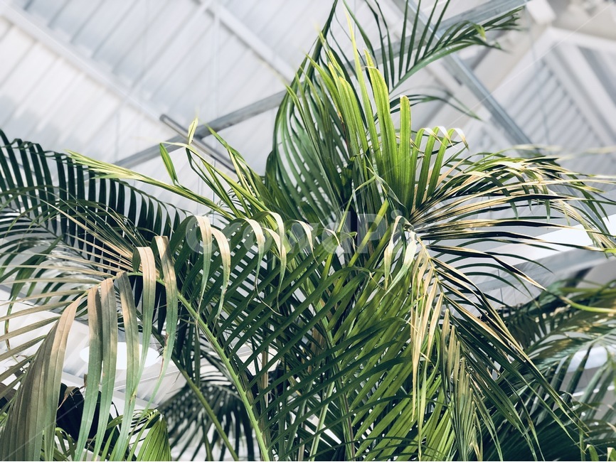 식물,나무,천장,빛,초록색,그린,식물,자연,plants,nature