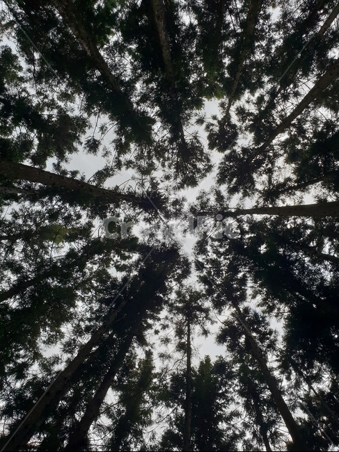 tree,나무,plant,식물,전나무,나무,trees,wood