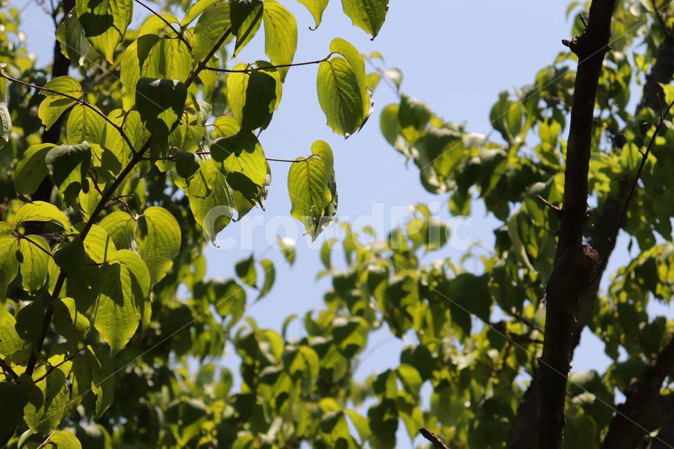 leaf,잎,plant,식물,tree,나무,하늘,sky,green,초록색,초록,녹음