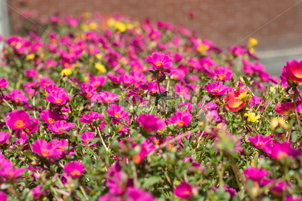 plant,식물,blossom,꽃,flower