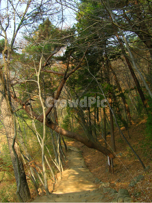 지리산,나무,산,숲,자연,풍경,가을,길,오솔길,산길,산책로,산책길,흙길,숲길,나무기둥,소나무,자연,풍경,nature,landscape,plant,식물,tree,path,통로