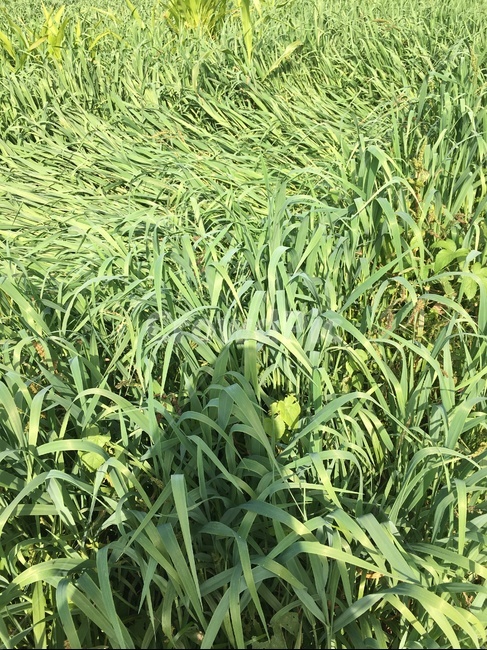 vegetation,초목,plant,식물,grass,잔디,바람,밭,연맥밭,풍경