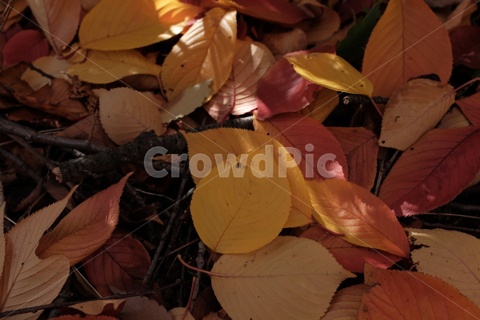 단풍,단풍잎,낙엽,노랑,빨강,나뭇잎,가을,가을,계절,fall,autumn,season,plant,식물,leaf,잎,veins,정맥