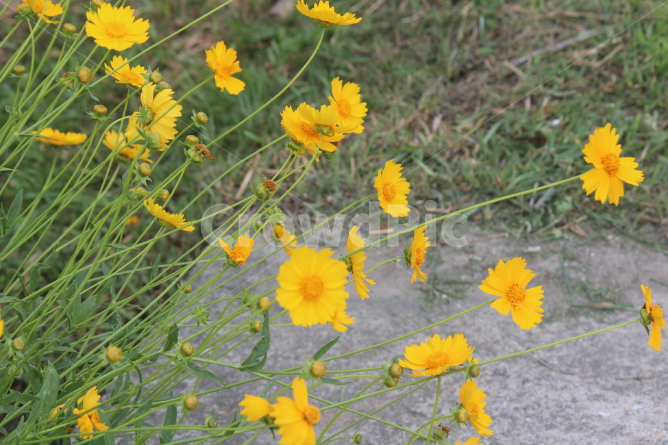 노란,꽃,길,봄,여름,햇살,식물,자연,plants,nature,꽃,flower