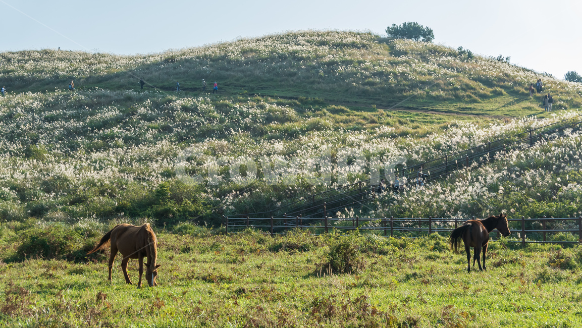 용눈이,용눈이오름,오름,orum,jeju,제주,제주도,제주오름,가을제주,가을,풍경,landscape,nature,자연,grassland,목초지,outdoors,옥외,field,들,제주도,jeju,jeju island,목축업,목장,livestock farming,ranching,pasture
