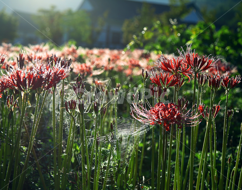 상사화,무릇꽃,식물,외사랑,축제,이슬,거미,식물,자연,plants,nature,꽃,flower