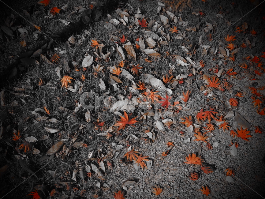 가을,낙엽,단풍잎,단풍,쓸쓸함,감성사진,fall