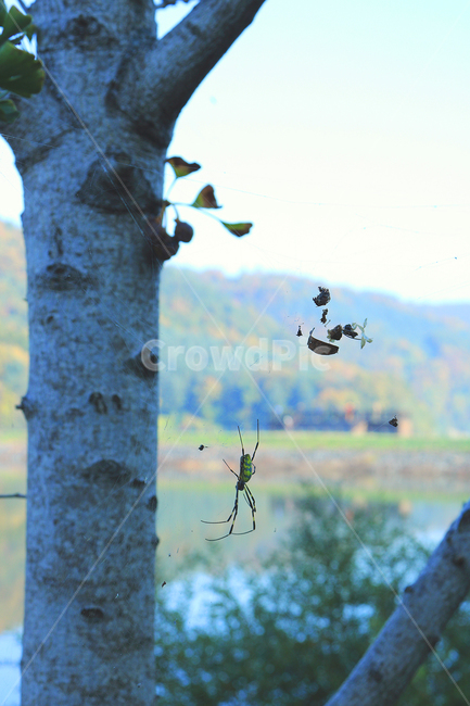spider,tree,fall,autume,lake,morning,거미,나무,가을,호수,아침