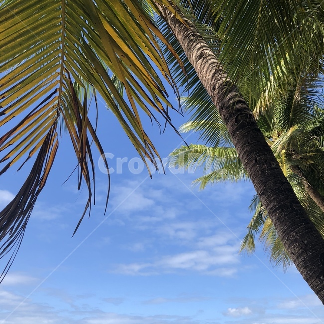 해변,하늘,야자,나무,tropical,tree,sky,나무,trees,wood