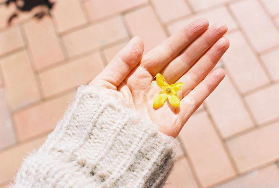 손,꽃,개나리,봄,봄꽃,꽃,flower,사람,인물,인간,human,person,신체일부,몸,body,감성,sensible,feeling