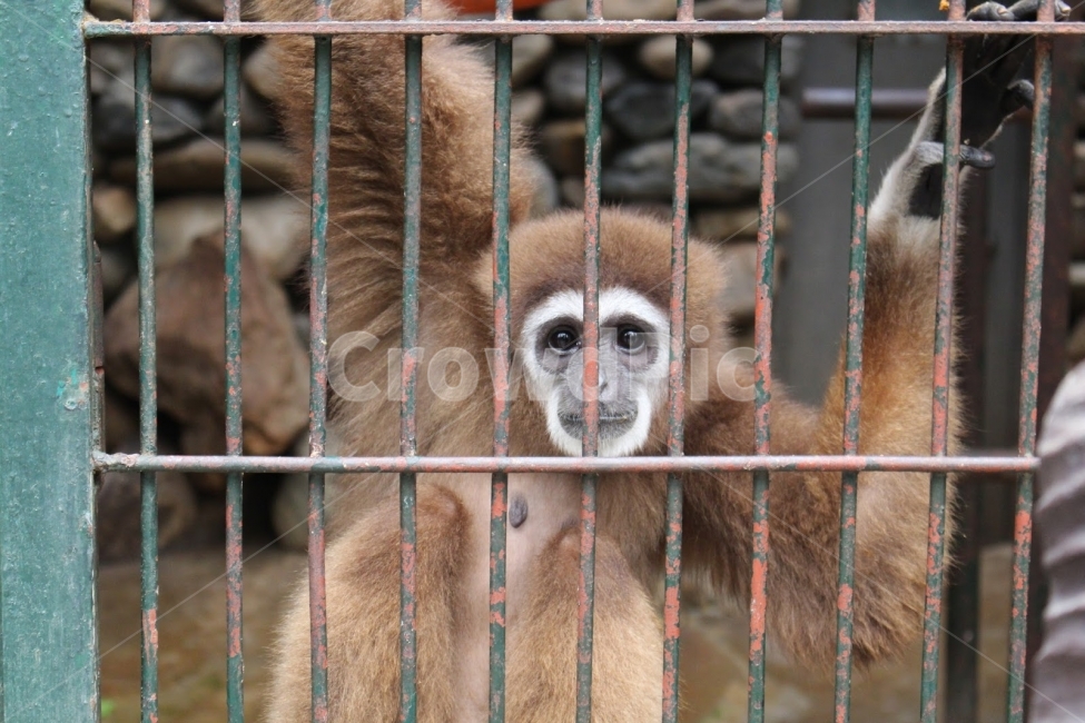 동물원,원숭이,서울,공원,눈빛,구속,동물,animal,포유류,mammal