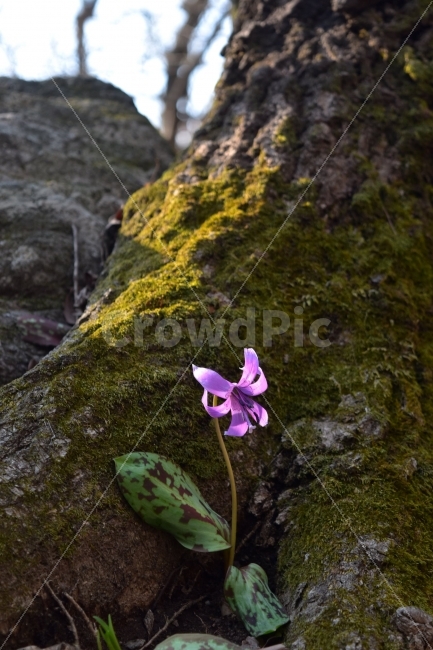 얼레지,봄,야생화,꽃,화야산,경기도,봄꽃,감성,햇살,그림자,Erythroniumjaponicum,가재무릇,백합과,얼레지속,바람난여인,질투,식물,식생,자연,식물,자연,plants,nature,꽃,flower